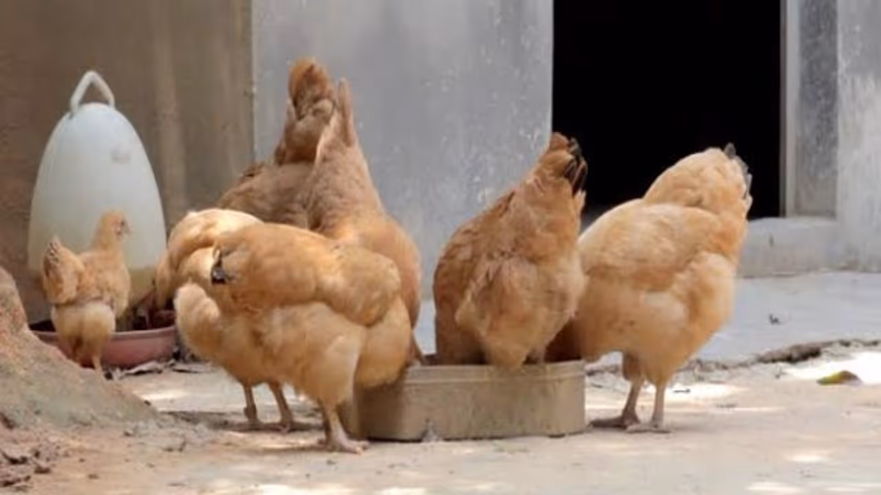 வளரும் கோழிகளுக்கு தீவனத்தின் அளவு மற்றும் தரத்தை குறைக்கும் முறை… வளரும் கோழிகளுக்கு தீவனத்தின் அளவு மற்றும் தரத்தை குறைக்கும் முறை…