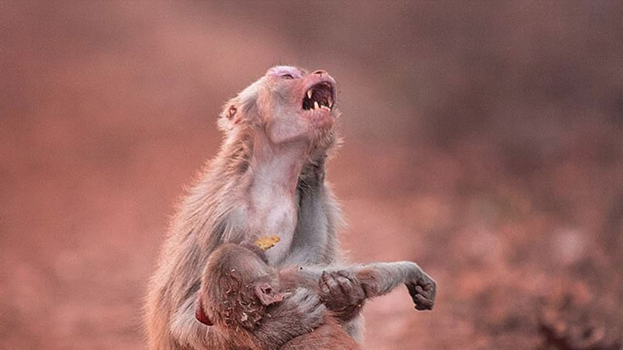 ആരുടെയും ഹൃദയം തകര്ക്കുന്ന ഒരു ചിത്രം ആരുടെയും ഹൃദയം തകര്ക്കുന്ന ഒരു ചിത്രം