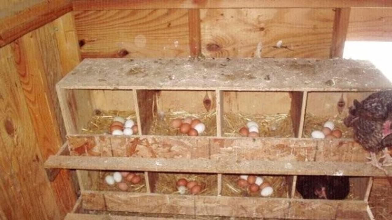 கோழி வளர்ப்பின்போது இந்த மாதிரியான உபகரணங்களும் பயன்படுத்தப்படுகின்றன... கோழி வளர்ப்பின்போது இந்த மாதிரியான உபகரணங்களும் பயன்படுத்தப்படுகின்றன...