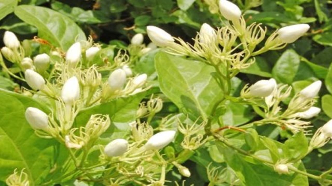 மல்லிகைப் பூச்செடியில் இலைச்சுருட்டுப் புழுவை கட்டுப்படுத்த இந்த வழியை பின்பற்றுங்க… மல்லிகைப் பூச்செடியில் இலைச்சுருட்டுப் புழுவை கட்டுப்படுத்த இந்த வழியை பின்பற்றுங்க…