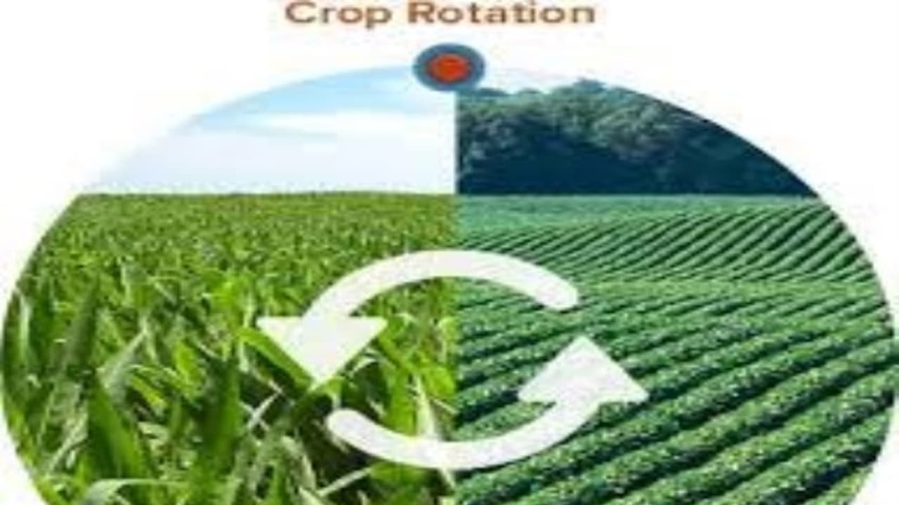 இந்த பயிர்களுக்கு பிறகு இவற்றை பயிரிட்டு நல்ல லாபம் பெறலாம்… இந்த பயிர்களுக்கு பிறகு இவற்றை பயிரிட்டு நல்ல லாபம் பெறலாம்…