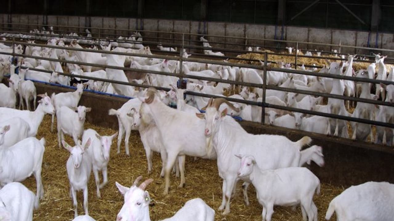 வெள்ளாட்டுக் கொட்டகைகளின் பாரமரிப்பு முறைகளை தெரிந்துகொள்ள இதை வாசிக்கவும்...