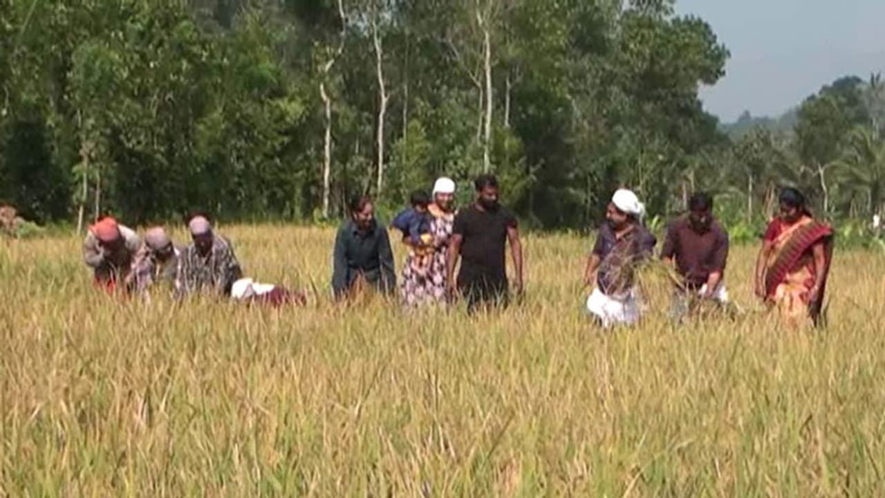 ഹൈറേഞ്ചില് നെല്കൃഷിയില് വിജയവുമായി വീട്ടമ്മമാരുടെ കൂട്ടായ്മ ഹൈറേഞ്ചില് നെല്കൃഷിയില് വിജയവുമായി വീട്ടമ്മമാരുടെ കൂട്ടായ്മ