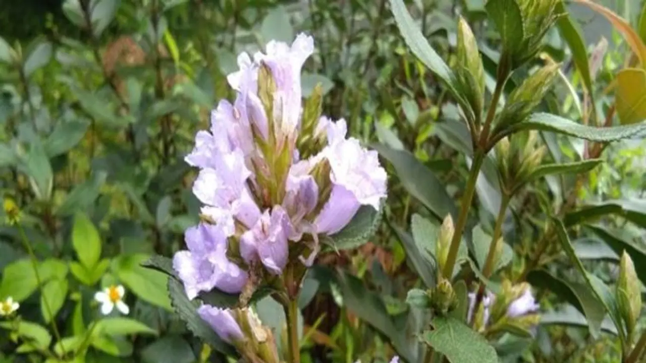 12 ஆண்டுக்கு பிறகு, குறிஞ்சி மலர்கள் அடுத்த ஆகஸ்டில் பூக்கிறது வேகமாகத் தயாராகிறது கேரள அரசு 12 ஆண்டுக்கு பிறகு, குறிஞ்சி மலர்கள் அடுத்த ஆகஸ்டில் பூக்கிறது வேகமாகத் தயாராகிறது கேரள அரசு