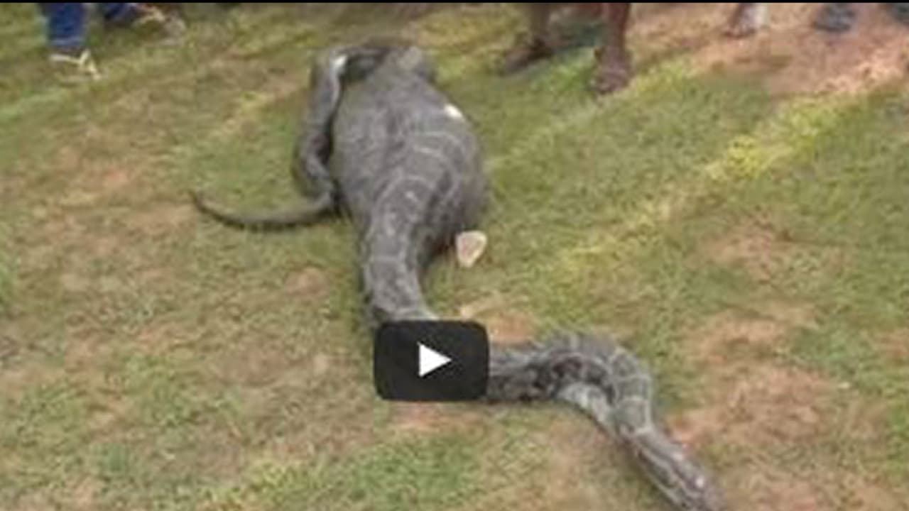 (వీడియో) ఈ కొండ చిలువ కష్టాలు చూడండి... (వీడియో) ఈ కొండ చిలువ కష్టాలు చూడండి...