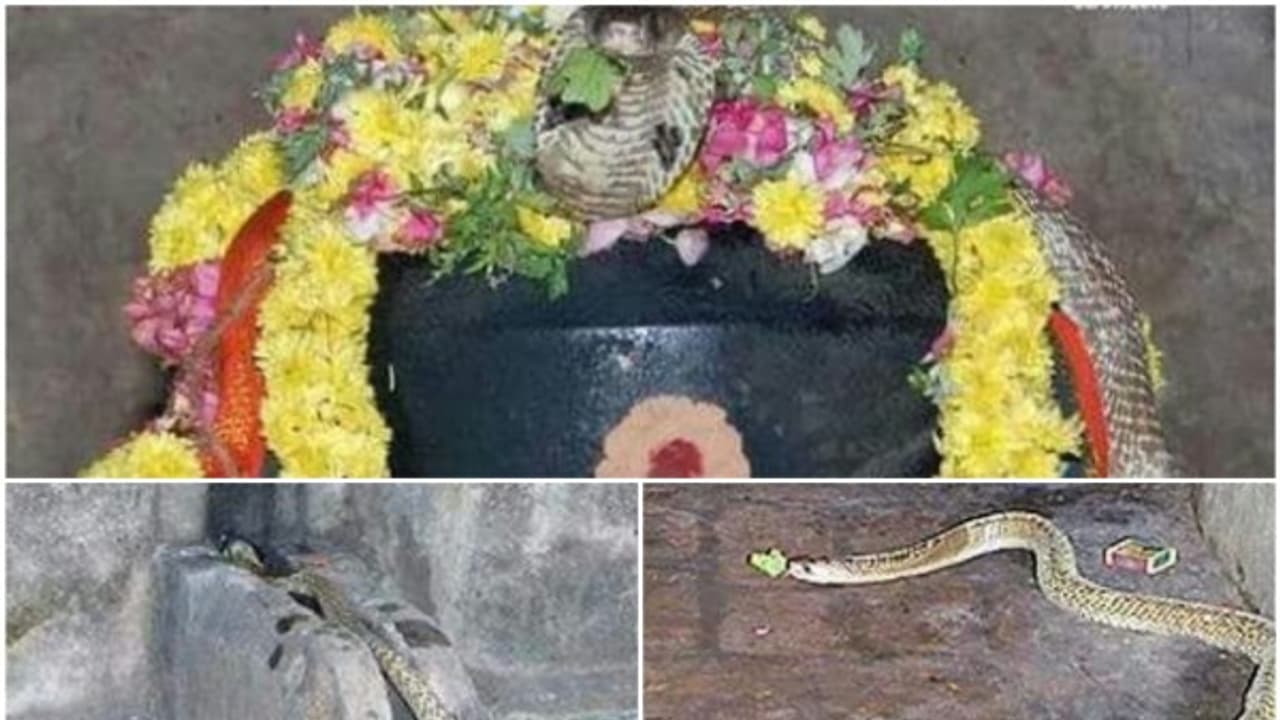 வில்வ இலையை சிவனுக்கு சாற்றும் நாகம்..! அற்புத காட்சி ..! வில்வ இலையை சிவனுக்கு சாற்றும் நாகம்..! அற்புத காட்சி ..!