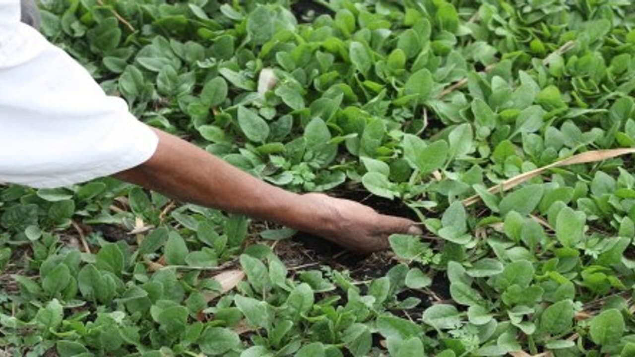 இயற்கை முறையில் அரைக்கீரை சாகுபடி செய்வது எப்படி? இயற்கை முறையில் அரைக்கீரை சாகுபடி செய்வது எப்படி?