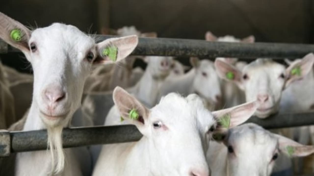 ஆடுகளில் மேற்கொள்ள வேண்டிய குடற்புழு நீக்கம் மற்றும் தடுப்பூசிகள் இதோ...