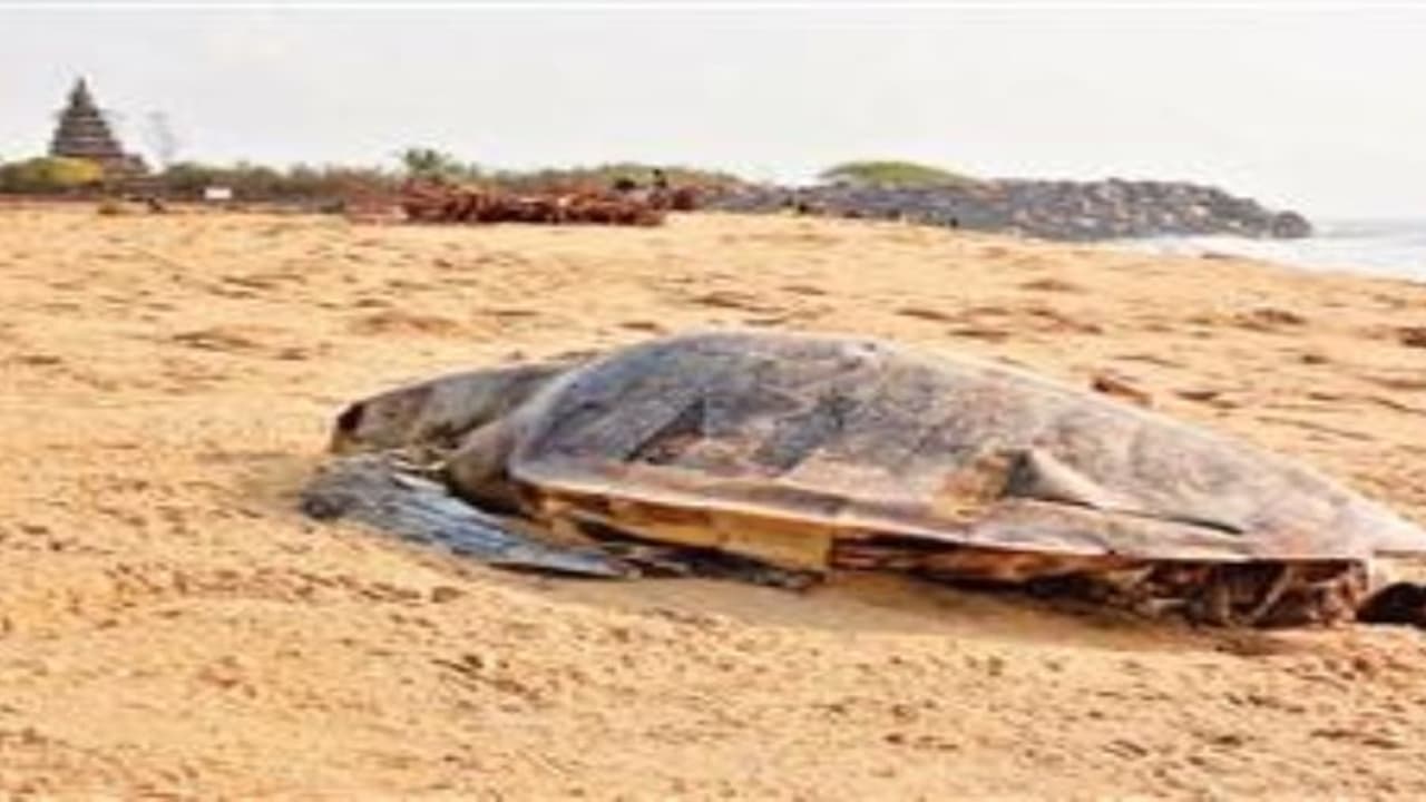செத்து கரை ஒதுங்கும் ராட்சத ஆமைகளை முறையாக அடக்கம் செய்ய மக்கள் கோரிக்கை… செத்து கரை ஒதுங்கும் ராட்சத ஆமைகளை முறையாக அடக்கம் செய்ய மக்கள் கோரிக்கை…
