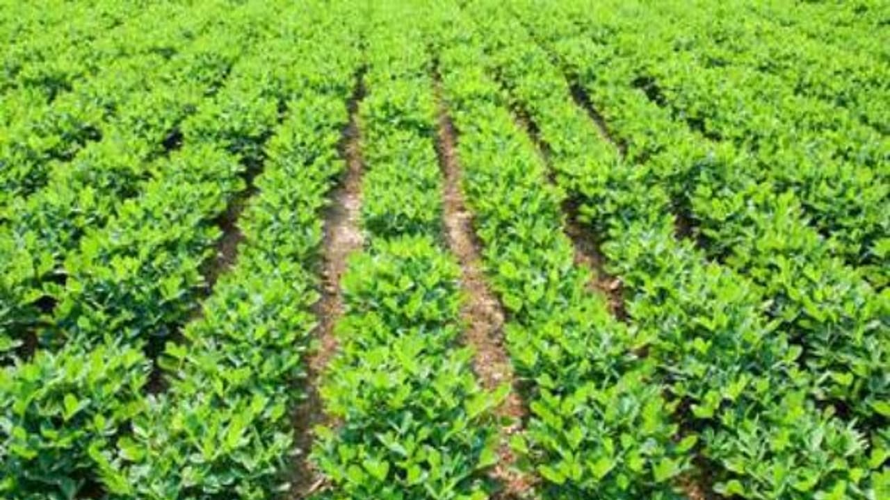 இந்தச் செடியை கால்நடைகளுக்கு கொடுப்பதால் சத்தும் கிடைக்கும்; செலவும் குறையும்... இந்தச் செடியை கால்நடைகளுக்கு கொடுப்பதால் சத்தும் கிடைக்கும்; செலவும் குறையும்...