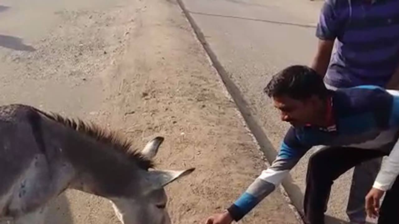 ಕತ್ತೆಗಳಿಗೆ 500ರ ನೋಟ್ ತಿನ್ನಿಸಿ ಆಕ್ರೋಶ ಕತ್ತೆಗಳಿಗೆ 500ರ ನೋಟ್ ತಿನ್ನಿಸಿ ಆಕ್ರೋಶ