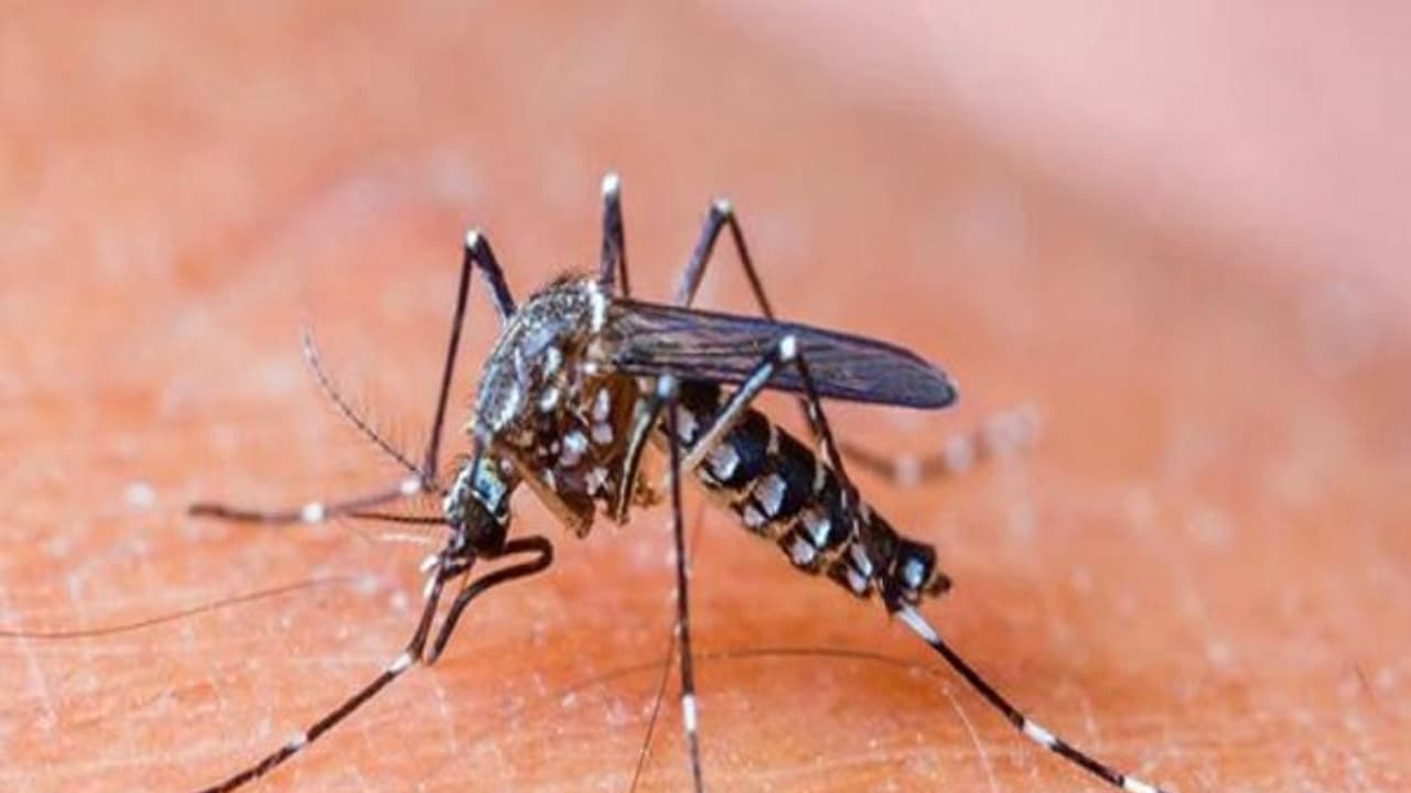 దోమలతో జాగ్రత్త, డెంగ్యూ వ్యాధి ఎప్పుడైనా ఎవరికైనా రావొచ్చు: నిపుణులు దోమలతో జాగ్రత్త, డెంగ్యూ వ్యాధి ఎప్పుడైనా ఎవరికైనా రావొచ్చు: నిపుణులు