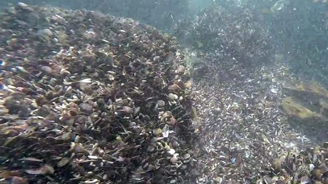 Vizhinjam dredging: Seabed turns graveyard for mussels Vizhinjam dredging: Seabed turns graveyard for mussels