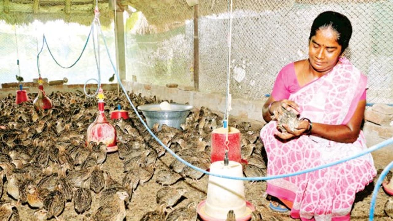 காடை குஞ்சுகளை இப்படிதான் மிகுந்த கவனத்தோடு வளர்க்க வேண்டும்... காடை குஞ்சுகளை இப்படிதான் மிகுந்த கவனத்தோடு வளர்க்க வேண்டும்...