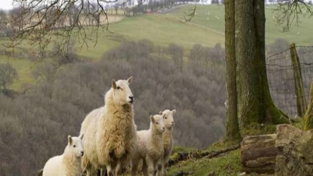 கால்நடைகளை அவற்றின் வளர்ச்சிக்கு ஏற்ப பராமரிக்க ஆகும் செலவு எவ்வளவு? தெரிஞ்சுக்க இதை வாசிங்க... கால்நடைகளை அவற்றின் வளர்ச்சிக்கு ஏற்ப பராமரிக்க ஆகும் செலவு எவ்வளவு? தெரிஞ்சுக்க இதை வாசிங்க...