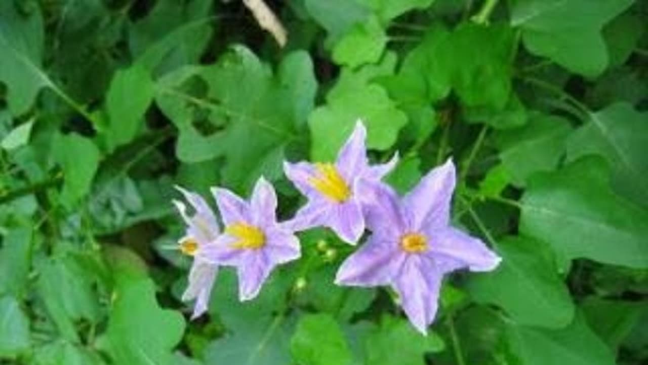 புகைப்பழக்கத்தால் வரும் புற்றுநோய்க்கு இந்த மூலிகை கீரை தீர்வளிக்கும் எளிதில் எல்லா இடத்திலும் கிடைக்கும்... புகைப்பழக்கத்தால் வரும் புற்றுநோய்க்கு இந்த மூலிகை கீரை தீர்வளிக்கும் எளிதில் எல்லா இடத்திலும் கிடைக்கும்...