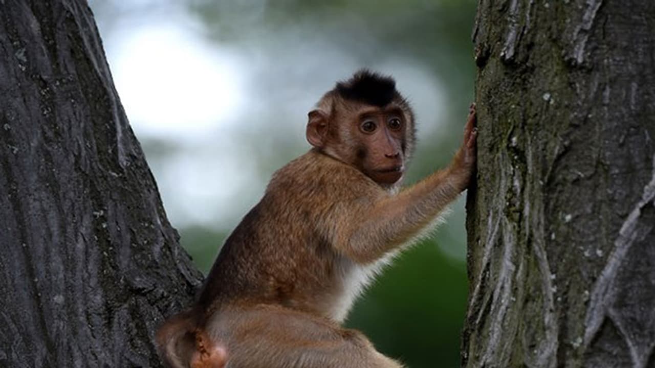 New monkey species found in Arunachal New monkey species found in Arunachal