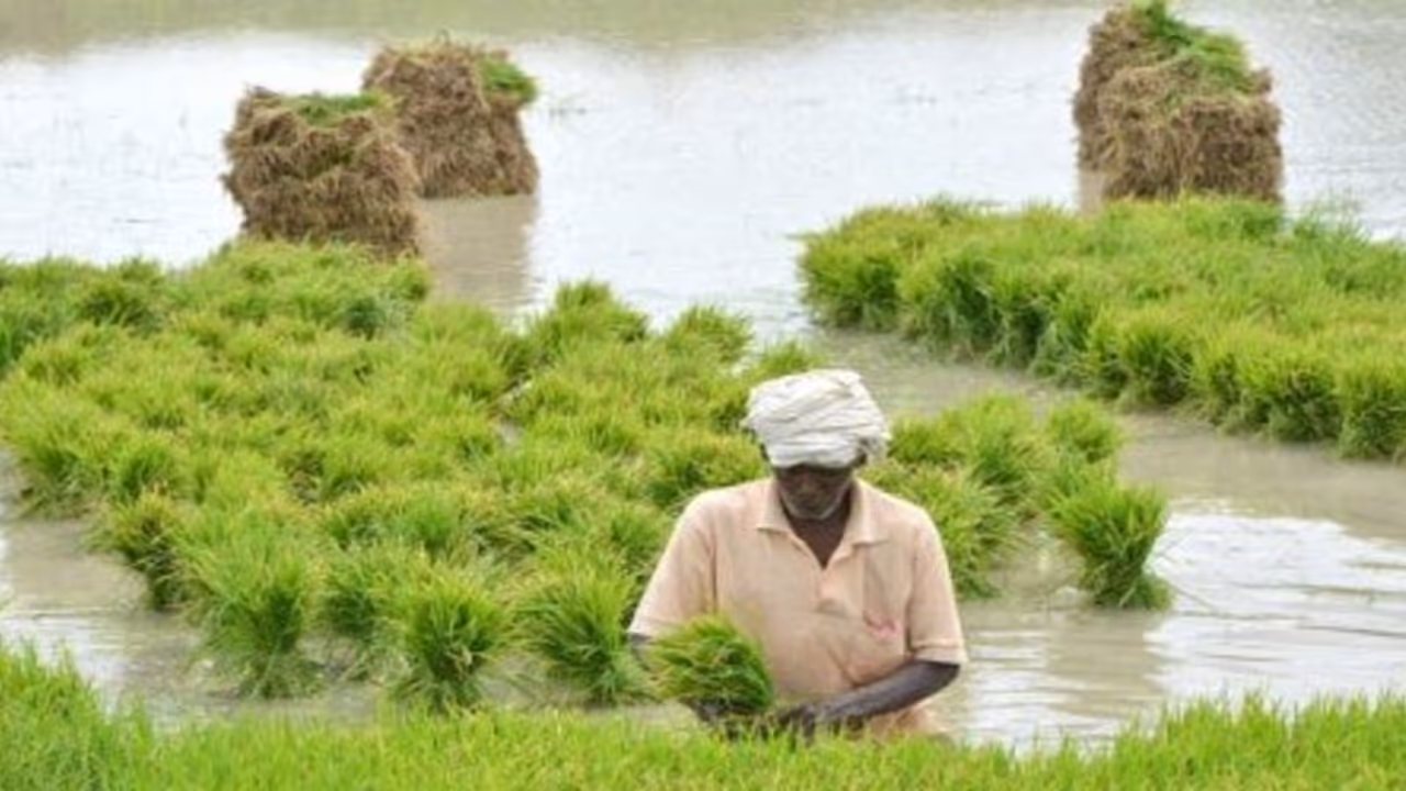 குறுவை சாகுபடியில் அதிக மகசூல் பெற வேண்டுமா? இந்த தொழில்நுட்பங்கள் கைக்கொடுக்கும்… குறுவை சாகுபடியில் அதிக மகசூல் பெற வேண்டுமா? இந்த தொழில்நுட்பங்கள் கைக்கொடுக்கும்…