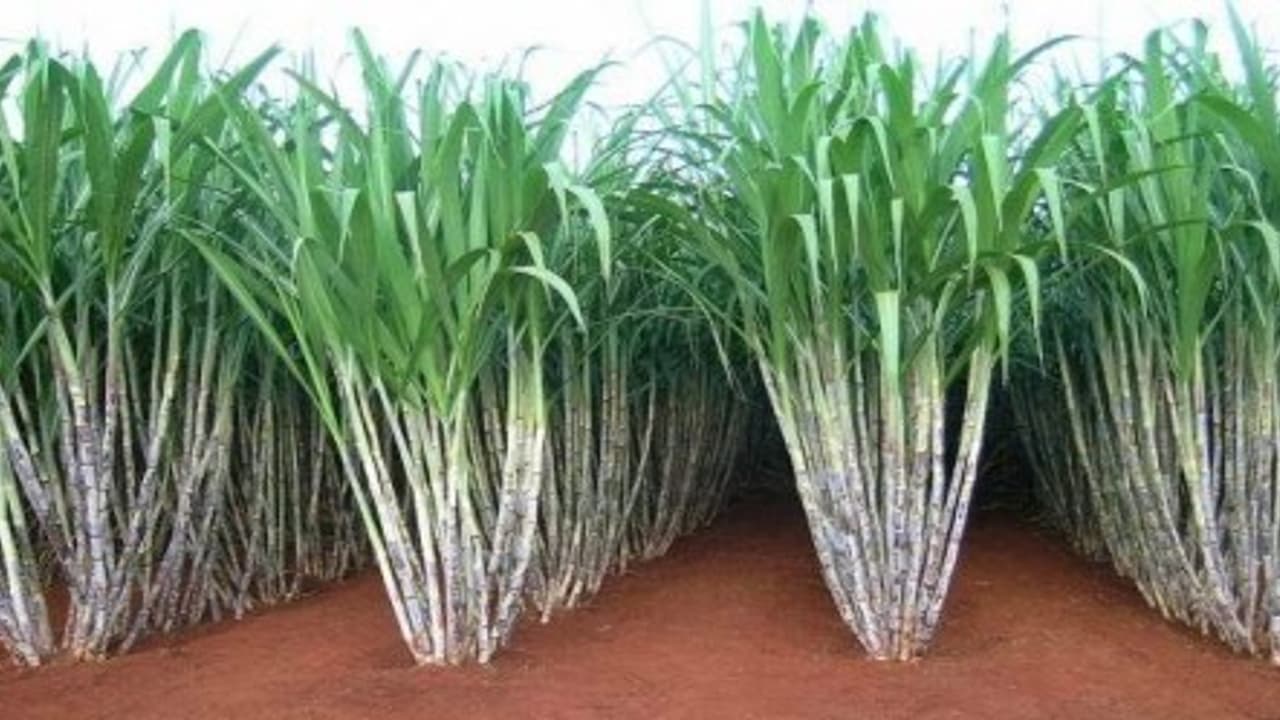 கரும்புத் தோகை கொண்டு சிறந்த இயற்கை உரம் தயாரிப்பது எப்படி? கரும்புத் தோகை கொண்டு சிறந்த இயற்கை உரம் தயாரிப்பது எப்படி?