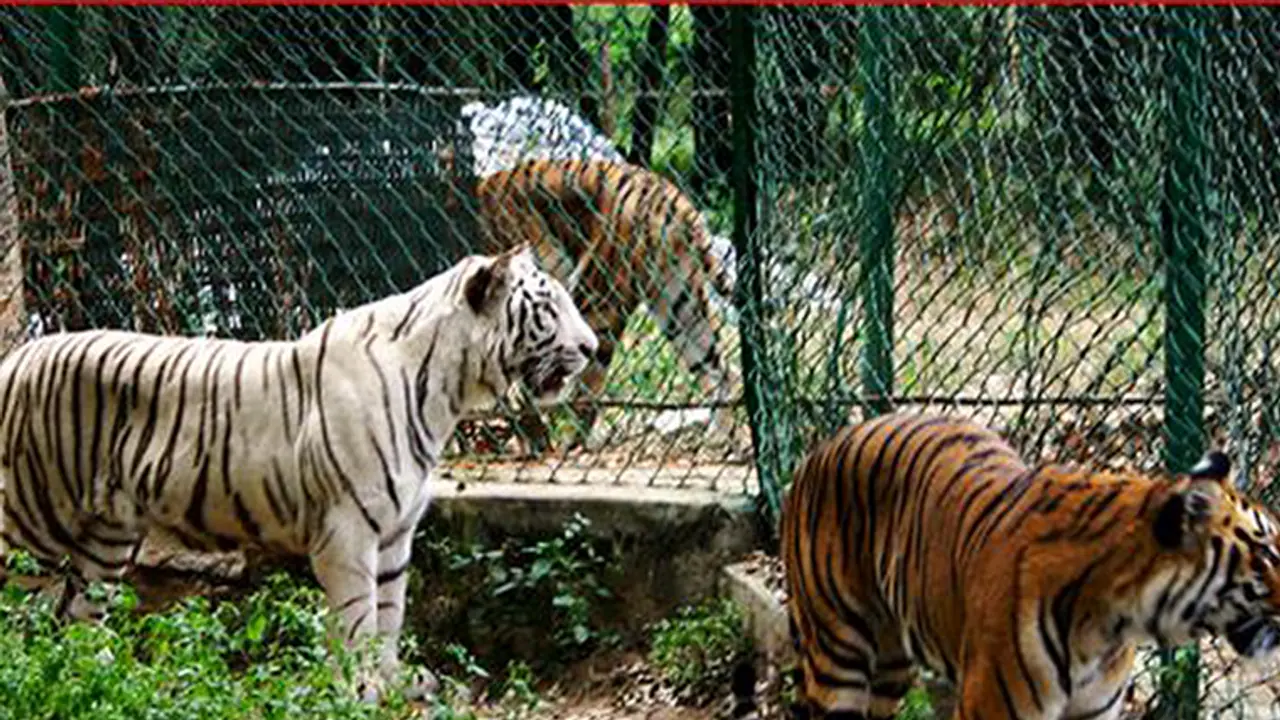 ಬನ್ನೇರುಘಟ್ಟ : 10 ಕಿ.ಮೀ. ವ್ಯಾಪ್ತಿಯಲ್ಲಿ ನಿರ್ಬಂಧ ಬನ್ನೇರುಘಟ್ಟ : 10 ಕಿ.ಮೀ. ವ್ಯಾಪ್ತಿಯಲ್ಲಿ ನಿರ್ಬಂಧ