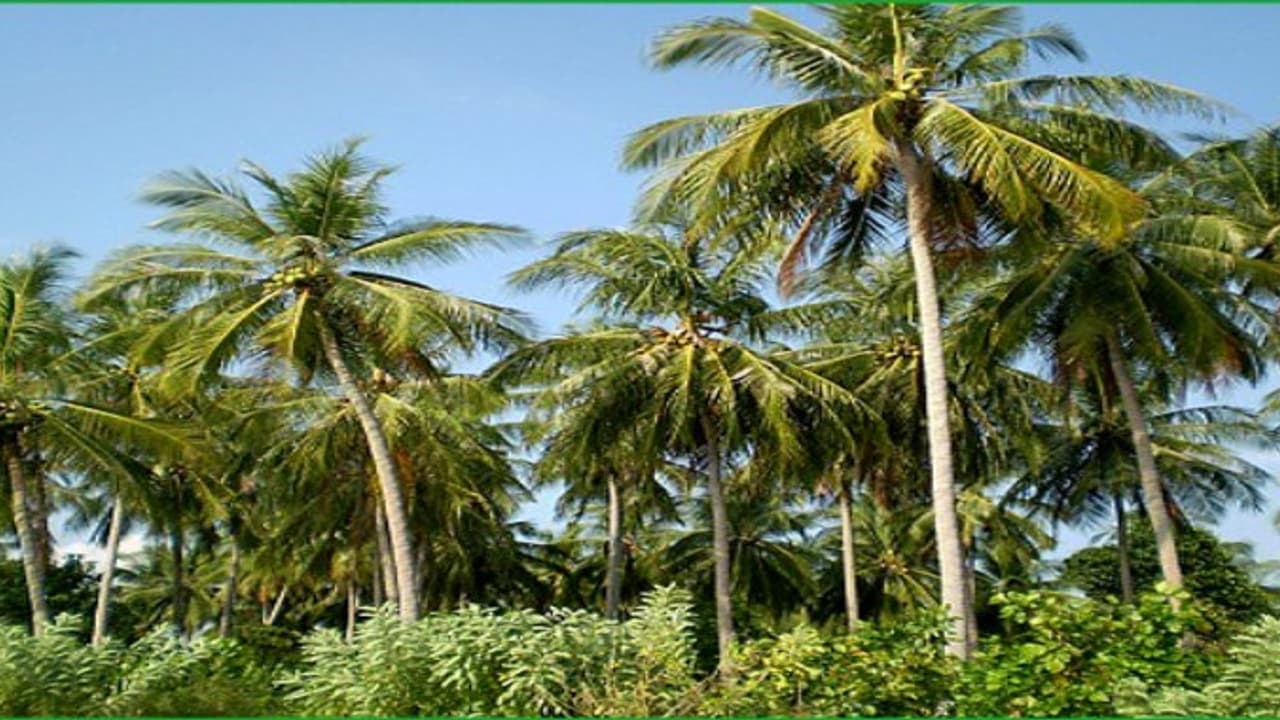 தென்னை மரத்தை அதிகளவில் தாக்கும் இந்த இரண்டு பூச்சிகளை கட்டுப்படுத்துவது எப்படி? தென்னை மரத்தை அதிகளவில் தாக்கும் இந்த இரண்டு பூச்சிகளை கட்டுப்படுத்துவது எப்படி?