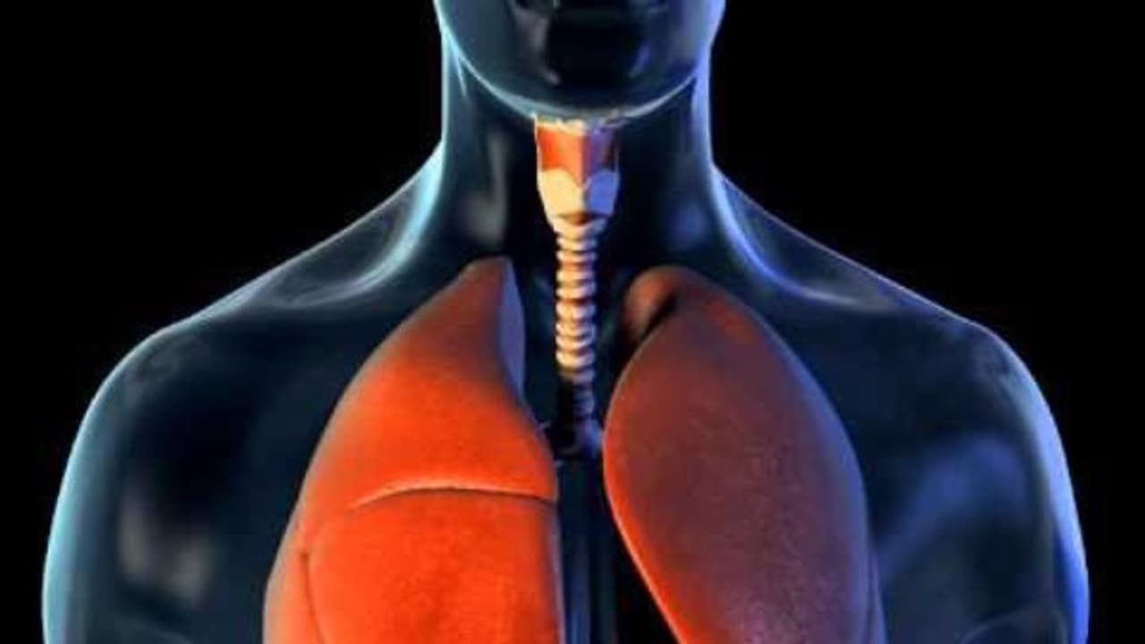 நச்சுப் பொருட்களில் இருந்து நுரையீரலை காப்பாற்ற இந்த ஜீஸ் உதவும்... தயாரிப்பது மிக எளிது... நச்சுப் பொருட்களில் இருந்து நுரையீரலை காப்பாற்ற இந்த ஜீஸ் உதவும்... தயாரிப்பது மிக எளிது...