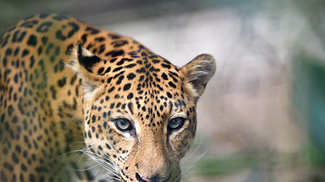 ചീറ്റപ്പുലിയുടെ മുന്നില്പ്പെട്ട ചീങ്കണ്ണി; ചീറ്റപ്പുലിയുടെ മുന്നില്പ്പെട്ട ചീങ്കണ്ണി;