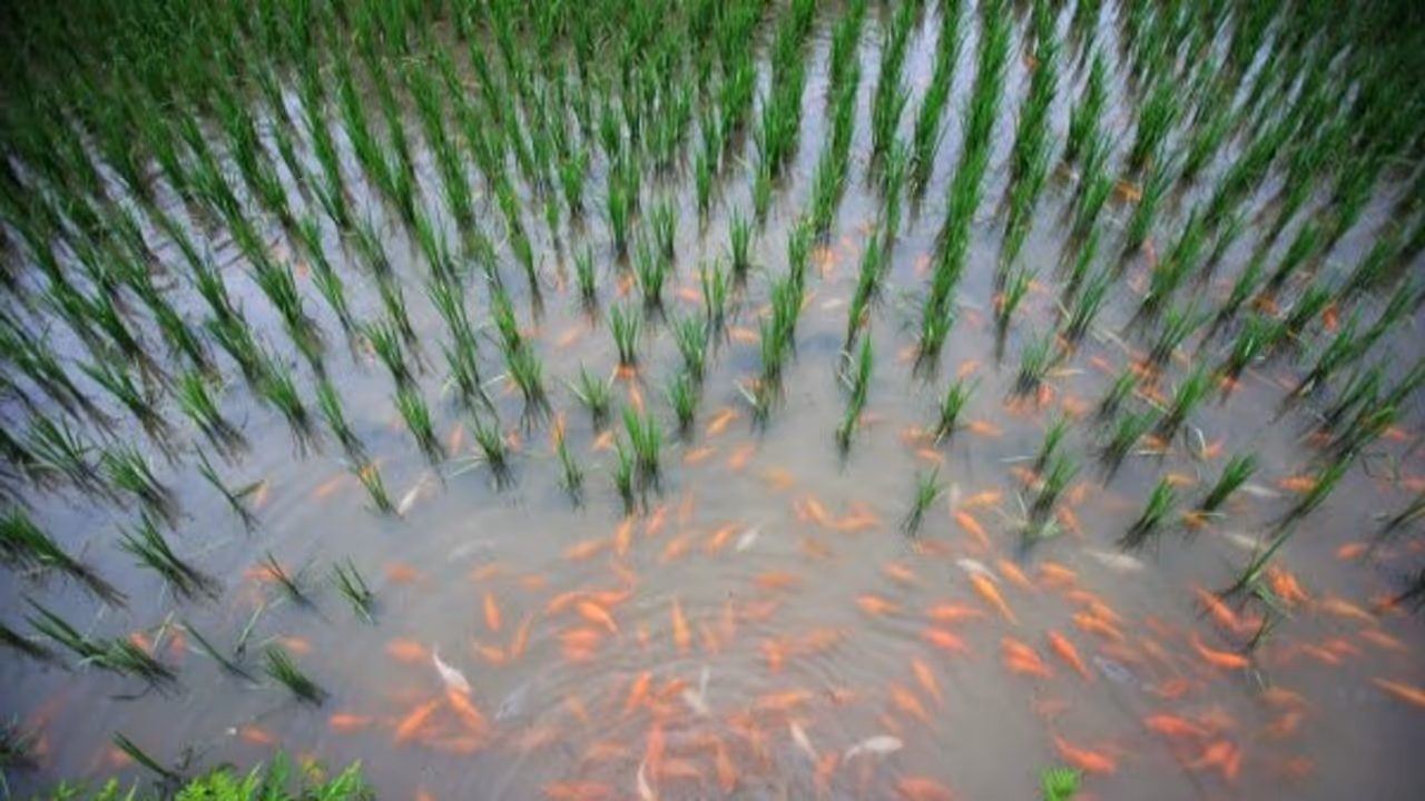 வேளாண்மையுடன் மீன் வளர்ப்பு முறையை எப்படி மேற்கொள்ளணும்? வேளாண்மையுடன் மீன் வளர்ப்பு முறையை எப்படி மேற்கொள்ளணும்?