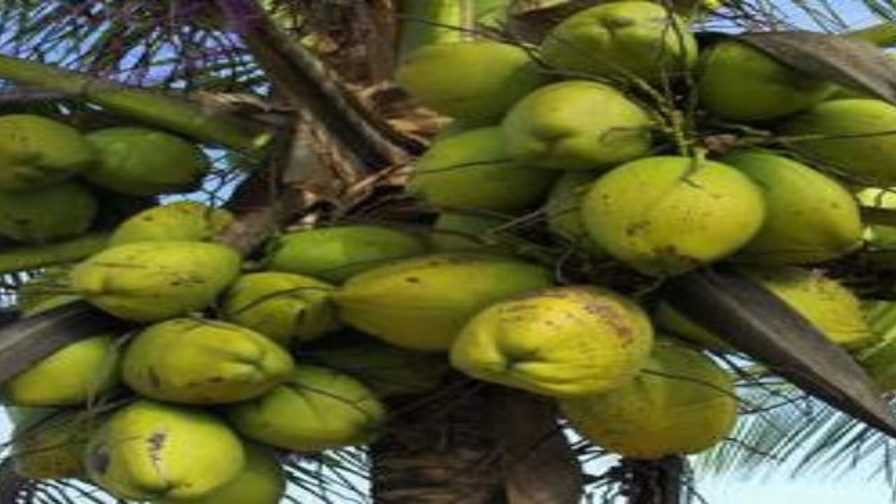 அதிக மகசூல் பெற சரியான தென்னையை தேர்ந்தெடுப்பது அவசியம். ஏன்? அதிக மகசூல் பெற சரியான தென்னையை தேர்ந்தெடுப்பது அவசியம். ஏன்?