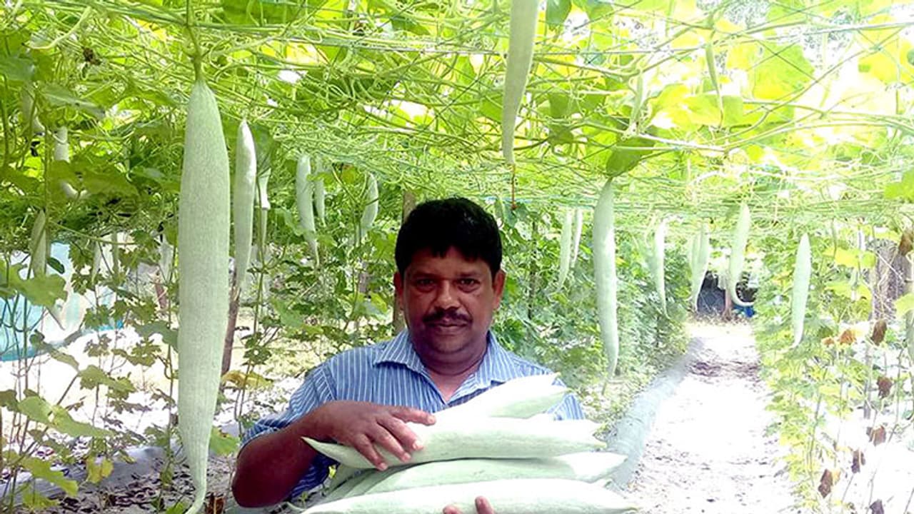 മണ്ണില് പൊന്നുവിളയിച്ച് സുനില് മണ്ണില് പൊന്നുവിളയിച്ച് സുനില്