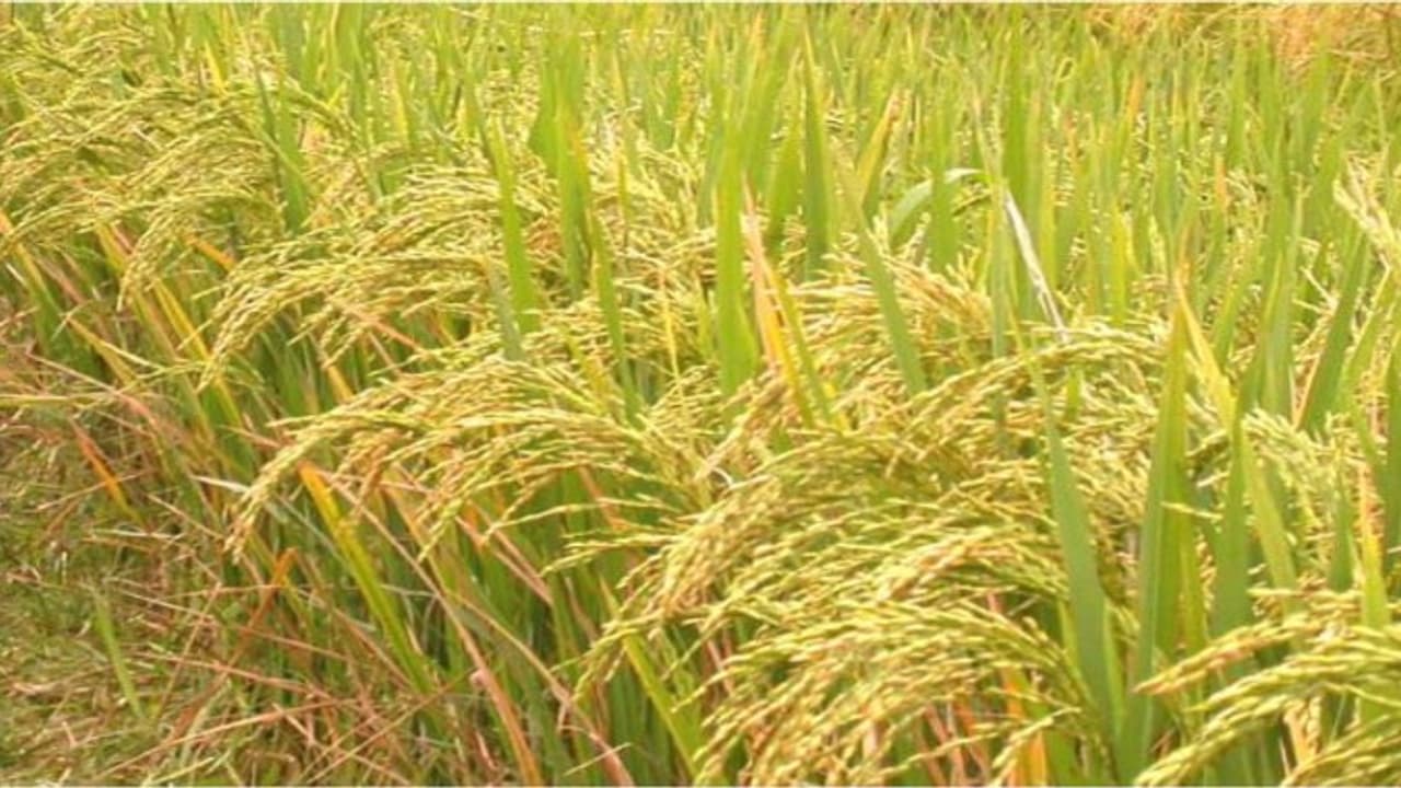 நெல் நாற்றுவிடும்போது உருவாகும் பூச்சிகளை சுற்றுச் சூழலுக்கு பாதிப்பில்லாமல் கட்டுப்படுத்துவது எப்படி? நெல் நாற்றுவிடும்போது உருவாகும் பூச்சிகளை சுற்றுச் சூழலுக்கு பாதிப்பில்லாமல் கட்டுப்படுத்துவது எப்படி?