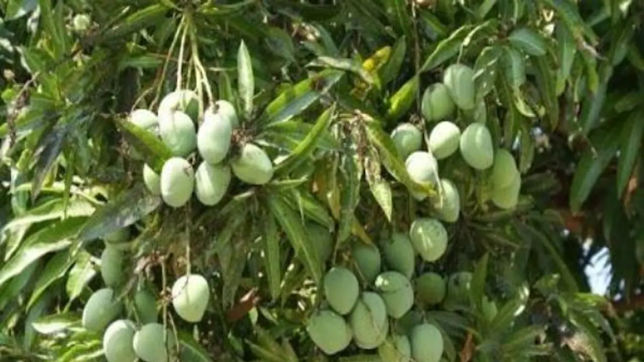 மாம்பழத்தில் மேற்கொள்ள வேண்டிய இயற்கை மேலாண்மை முறைகள் இதோ... மாம்பழத்தில் மேற்கொள்ள வேண்டிய இயற்கை மேலாண்மை முறைகள் இதோ...