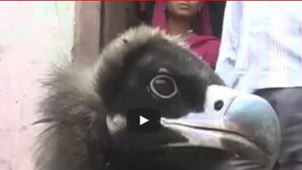 (ವಿಡಿಯೋ)ಉತ್ತರಪ್ರದೇಶದಲ್ಲಿ ರಾಮಾಯಣದ ಜಟಾಯು ಪಕ್ಷಿ ಸೆರೆಯಾಗಿದೆಯಂತೆ! ವೈರಲ್ ಆಯಿತು ಈ ಸುದ್ದಿ (ವಿಡಿಯೋ)ಉತ್ತರಪ್ರದೇಶದಲ್ಲಿ ರಾಮಾಯಣದ ಜಟಾಯು ಪಕ್ಷಿ ಸೆರೆಯಾಗಿದೆಯಂತೆ! ವೈರಲ್ ಆಯಿತು ಈ ಸುದ್ದಿ