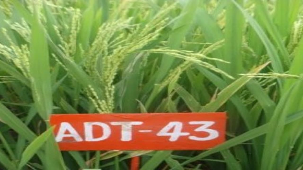 குறுவையில் அதிக விளைச்சலைத் தரும் நெல் ரகங்கள் இதோ… குறுவையில் அதிக விளைச்சலைத் தரும் நெல் ரகங்கள் இதோ…