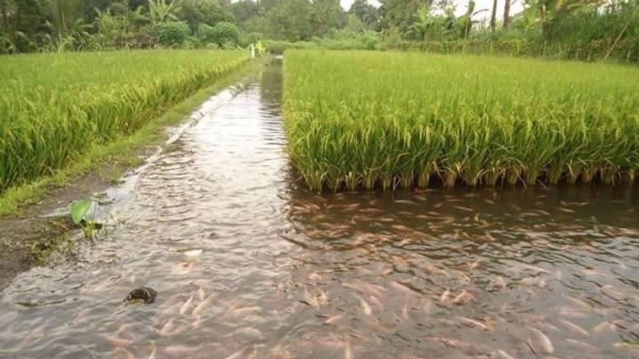 நெல்வயலில் மீன் வளர்ப்புகளில் எத்தனை முறைகளில் இருக்கின்றன தெரியுமா? நெல்வயலில் மீன் வளர்ப்புகளில் எத்தனை முறைகளில் இருக்கின்றன தெரியுமா?