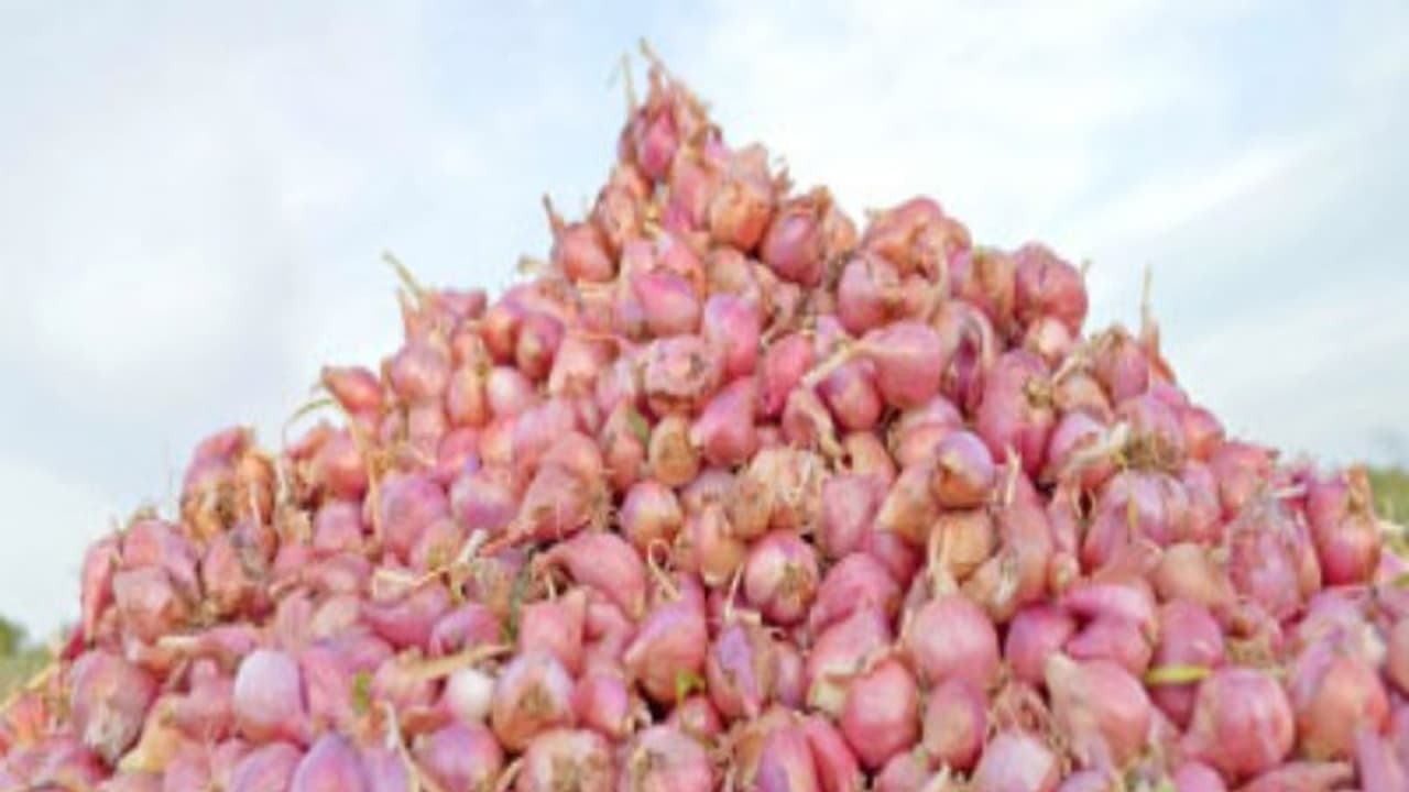 சின்ன வெங்காயத்தில் நாற்றங்கால் மேலாண்மை எப்படி மேற்கொள்வது? சின்ன வெங்காயத்தில் நாற்றங்கால் மேலாண்மை எப்படி மேற்கொள்வது?