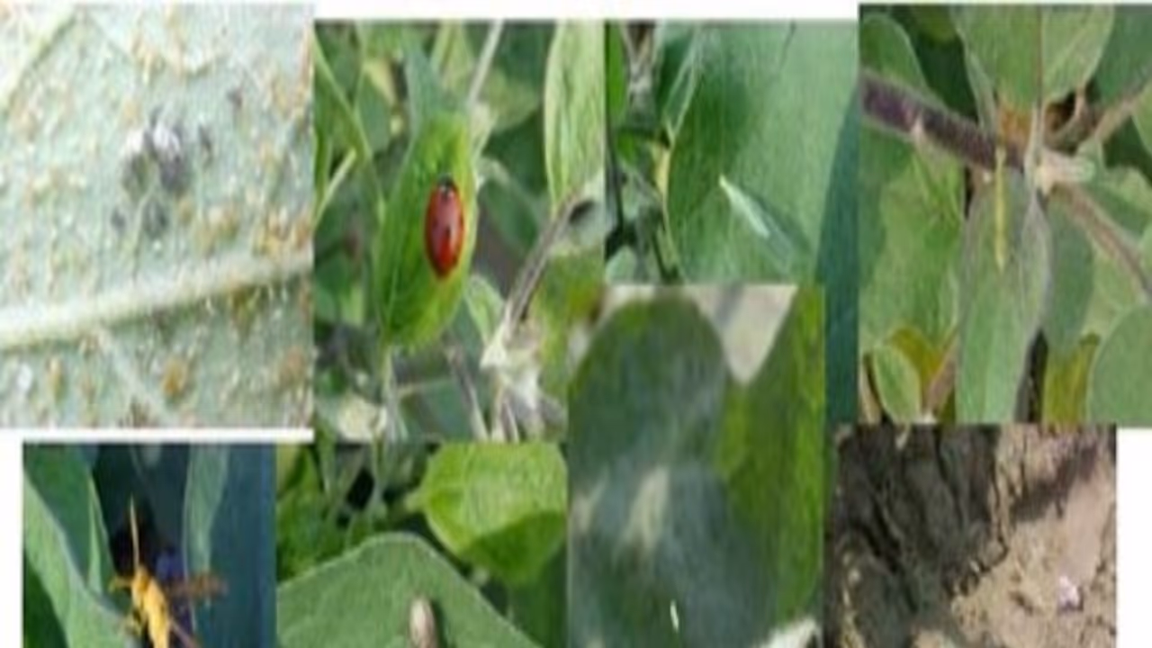 பல்வேறு விதமான பயிர்களும் அவற்றைத் தாக்கும் நோய்களை தடுக்கும் உத்திகளும்... பல்வேறு விதமான பயிர்களும் அவற்றைத் தாக்கும் நோய்களை தடுக்கும் உத்திகளும்...