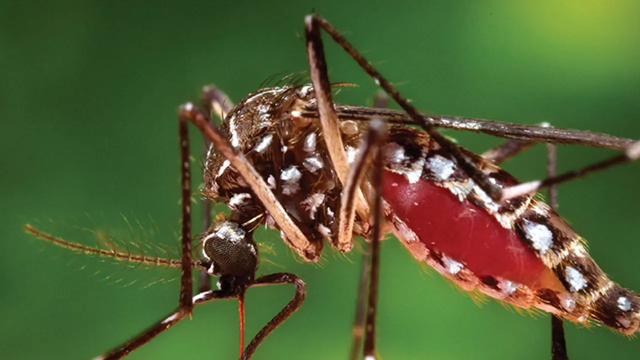 With 3,727 dengue cases, Bengaluru is the dengue capital With 3,727 dengue cases, Bengaluru is the dengue capital