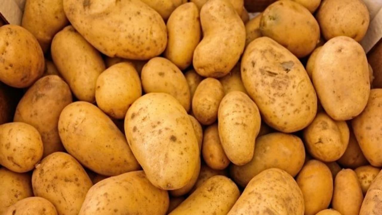 இவ்வாறு வளர்த்தால் நல்ல வடிவம், ஆரோக்கியமான உருளைக்கிழங்குகளை பெறலாம்... இவ்வாறு வளர்த்தால் நல்ல வடிவம், ஆரோக்கியமான உருளைக்கிழங்குகளை பெறலாம்...