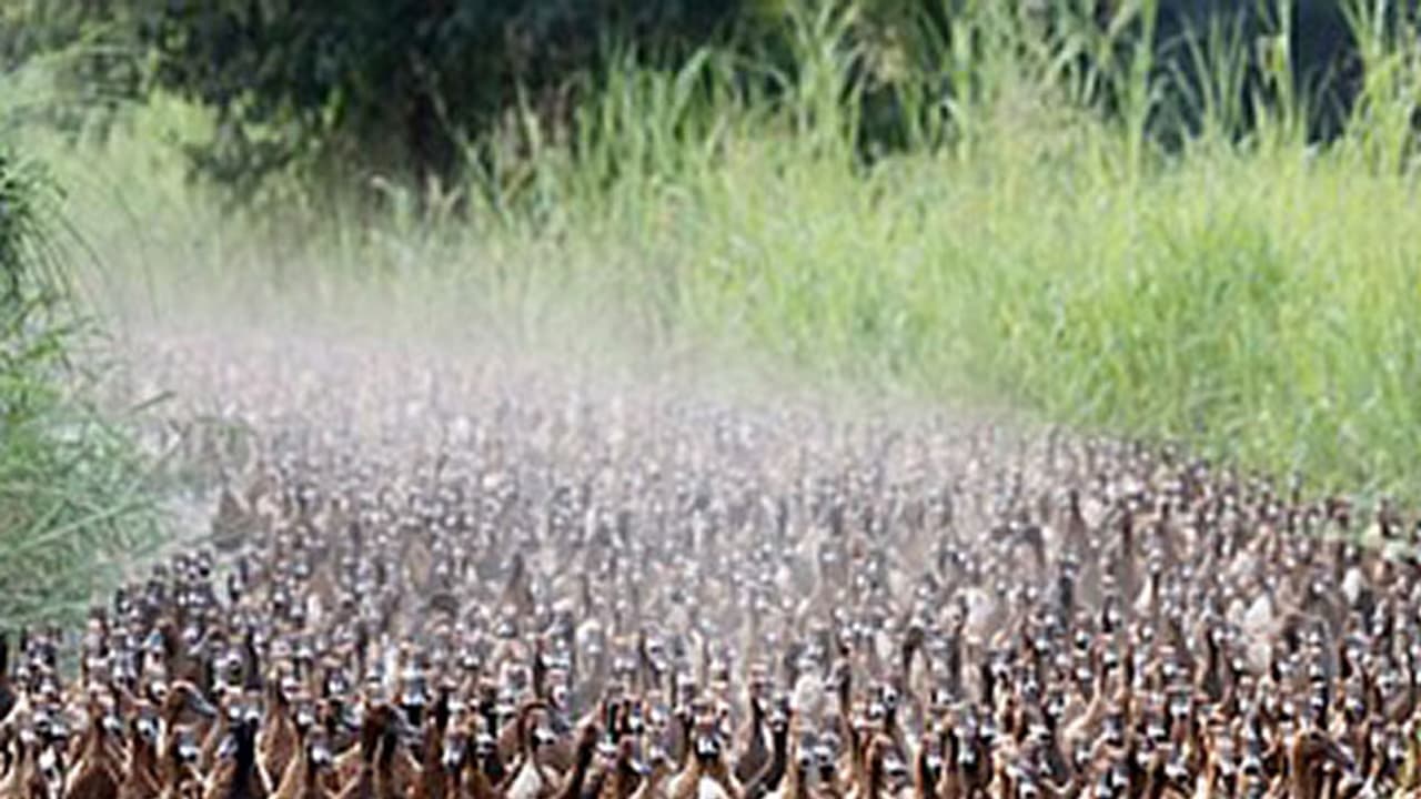 പക്ഷിപനി വൈറസ് പക്ഷികളില്‍ നിന്നും മനുഷ്യനിലേക്ക്; ലോകത്തിലെ ആദ്യ കേസ് റിപ്പോര്‍ട്ട് ചെയ്തു