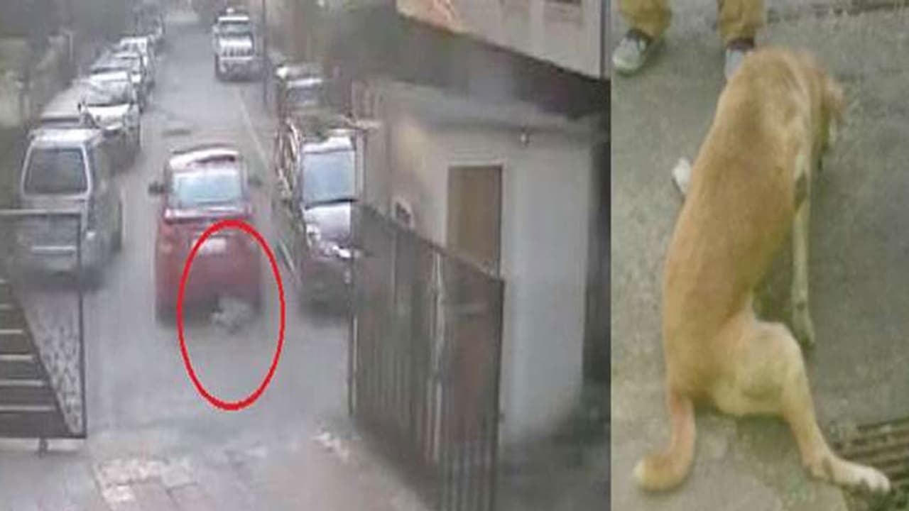 ಮೂತ್ರ ವಿಸರ್ಜನೆ ಮಾಡಿದ ನಾಯಿಯ ಮೇಲೇ ಕಾರು ಚಲಾಯಿಸಿದ ದುರುಳ!