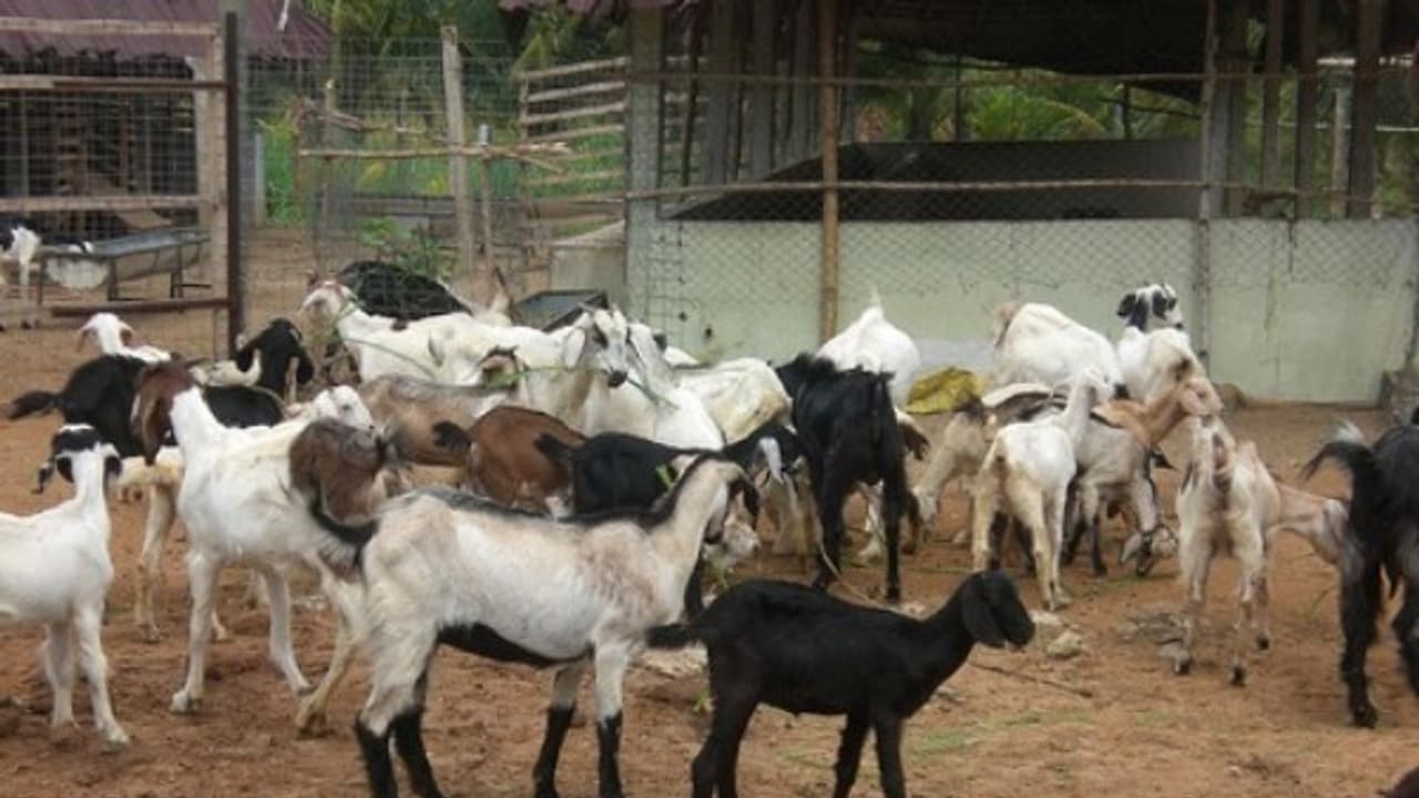 ஆடுகளை தாக்கும் நோள்களில் முக்கியமான குடற்புழு நீக்கம் நோயை தடுக்க இதுதான் வழிகள்... ஆடுகளை தாக்கும் நோள்களில் முக்கியமான குடற்புழு நீக்கம் நோயை தடுக்க இதுதான் வழிகள்...