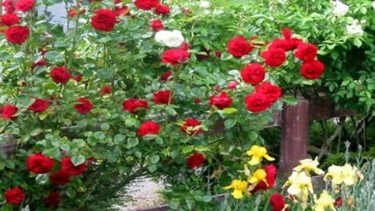 இயற்கை முறையில் ரோஜா மலரை சாகுபடி செய்வது எப்படி? இயற்கை முறையில் ரோஜா மலரை சாகுபடி செய்வது எப்படி?