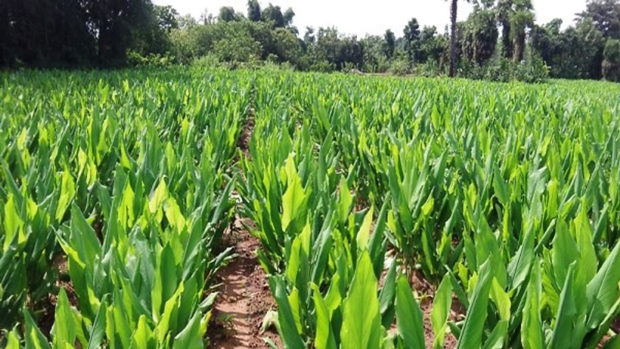 மஞ்சள் பயிரில் நுண்ணூட்டசத்து குறைபாடு ஏற்பட இதெல்லாம்தான் காரணம்...