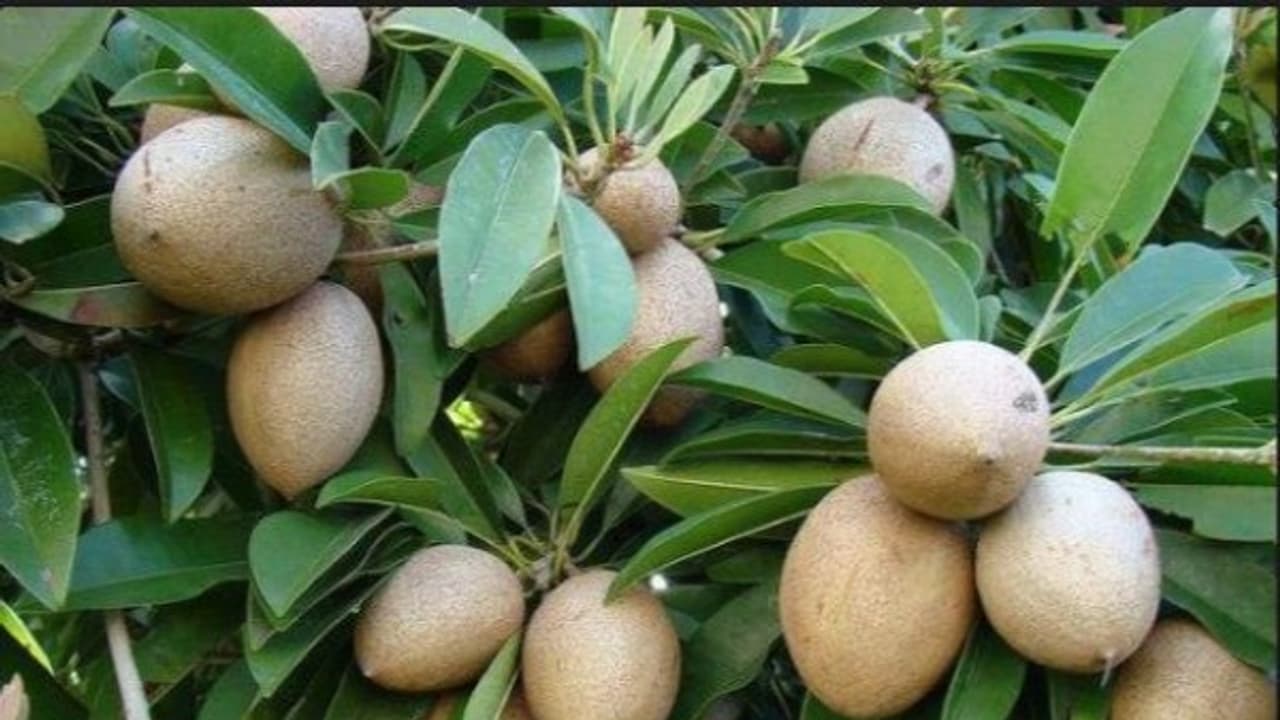 சப்போட்டா பழங்களை பழுக்க வைக்கும் சூப்பர் டெக்னிக்...