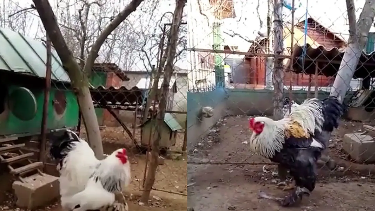 ಕೊಪ್ಪಳ: ನಿಷೇಧದ ಮಧ್ಯೆಯೂ ನಡೆದ ಕೋಳಿ ಜೂಜಾಟ