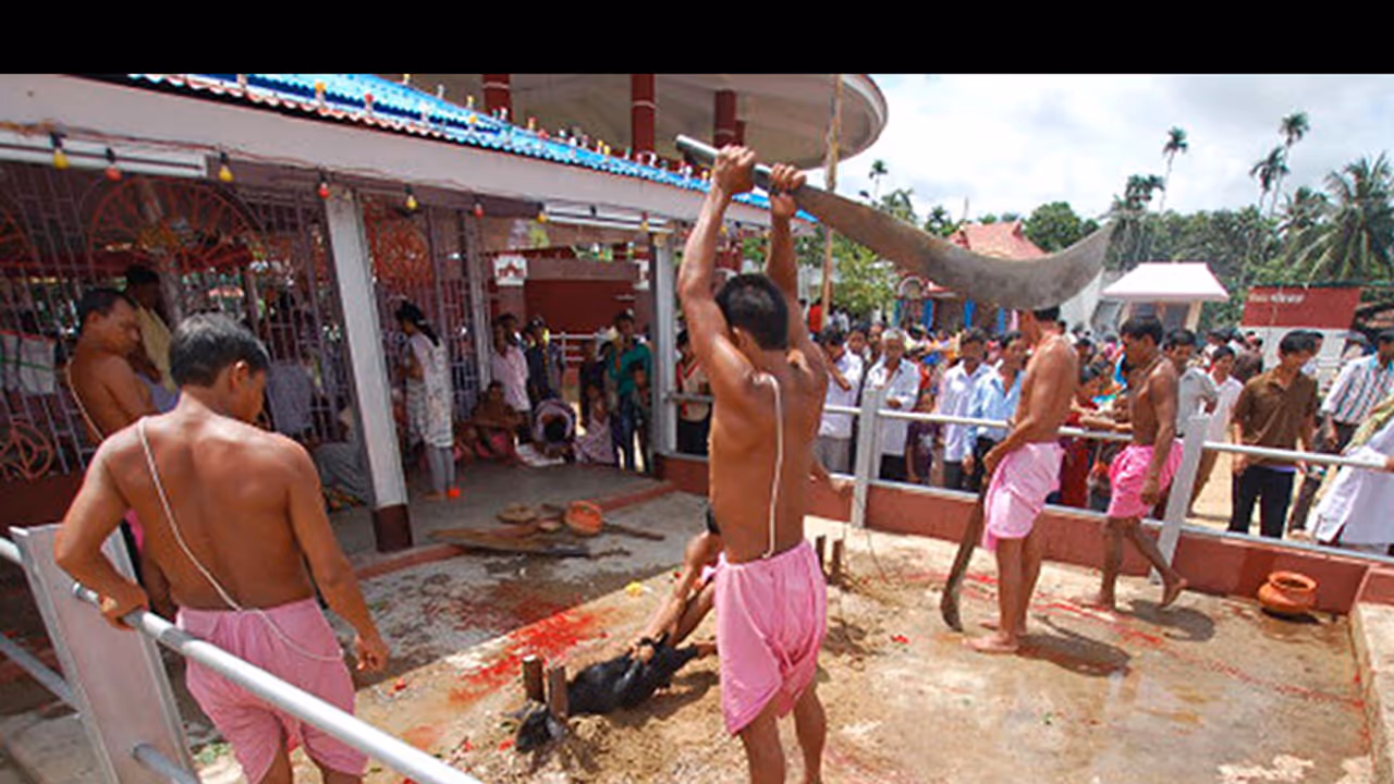 Karnataka government vows to ban animal sacrifices Karnataka government vows to ban animal sacrifices