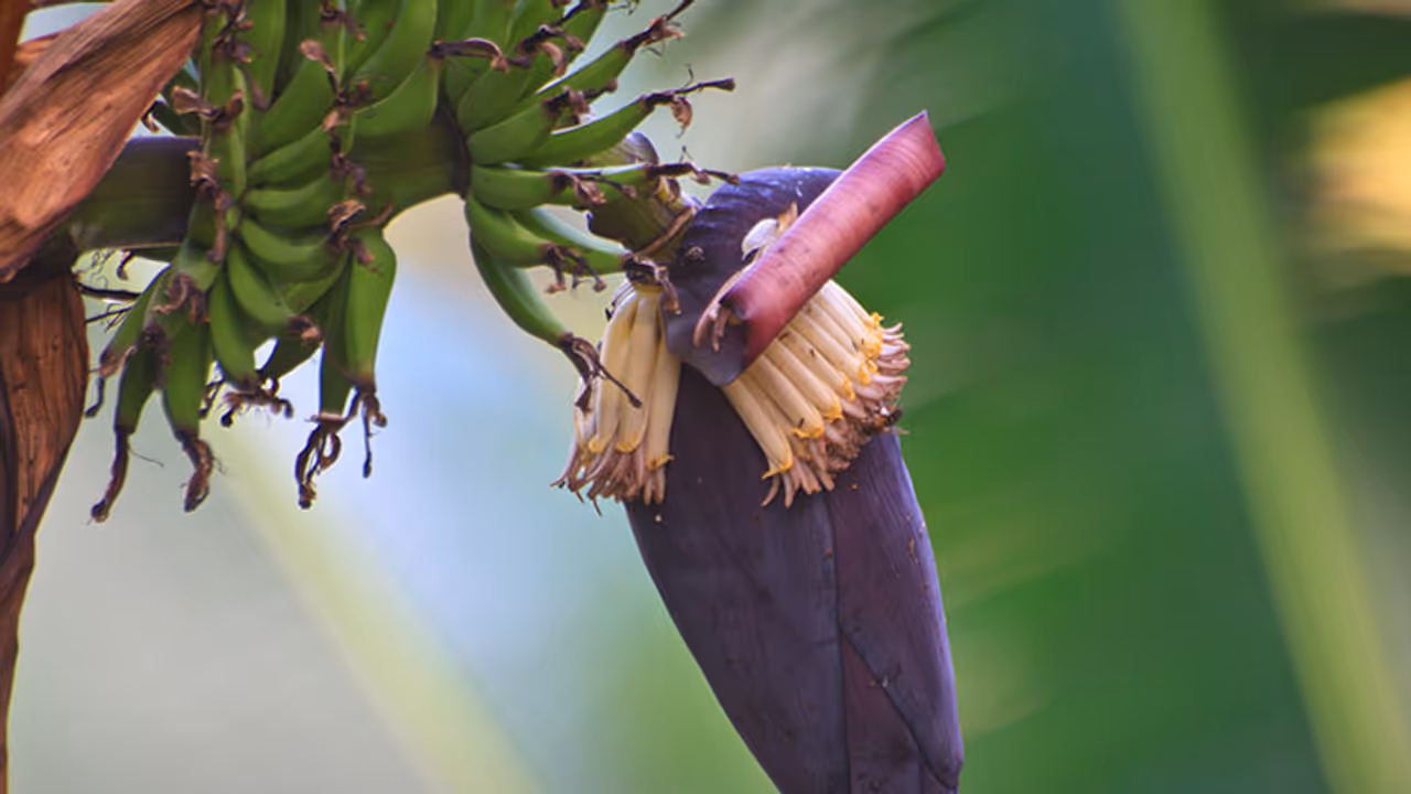 New moms will notice this health benefit from eating banana flower