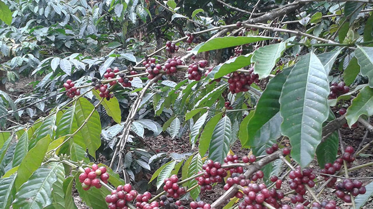 തൊഴിലുറപ്പ് പാരയായി; വയനാട്ടില് കാപ്പിക്കുരു പറിക്കാന് ആളില്ല തൊഴിലുറപ്പ് പാരയായി; വയനാട്ടില് കാപ്പിക്കുരു പറിക്കാന് ആളില്ല