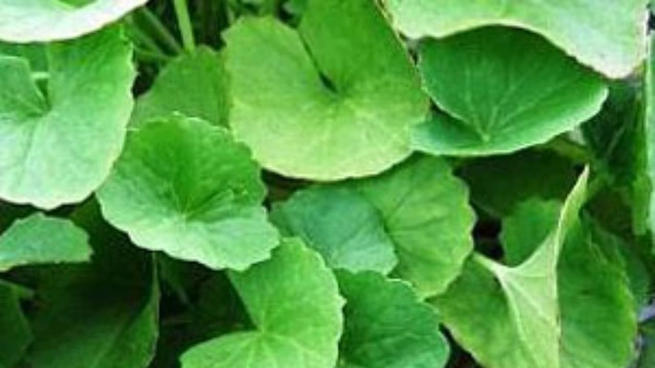 நினைவாற்றலைப் பெருக்கும் வல்லாரை தோலுக்கு நல்ல பொலிவையும் தரும். இன்னும் நிறைய பயன்கள் உள்ளே... நினைவாற்றலைப் பெருக்கும் வல்லாரை தோலுக்கு நல்ல பொலிவையும் தரும். இன்னும் நிறைய பயன்கள் உள்ளே...